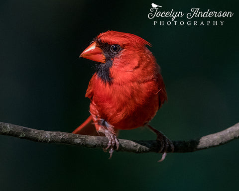Northern Cardinal Profile