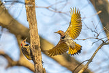 Northern Flickers