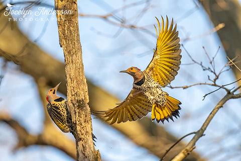 Northern Flickers