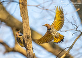 Northern Flickers