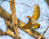 Northern Flickers