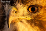 Red-tailed Hawk with Ice on Eyelashes