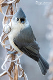 Tufted Titmouse Frosty Morning