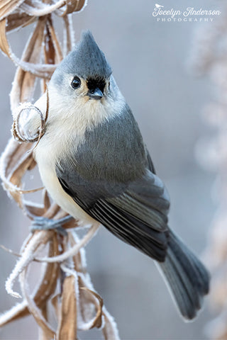 Tufted Titmouse Frosty Morning