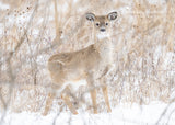 White-tailed Deer on the Nature Trail