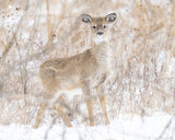 White-tailed Deer on the Nature Trail