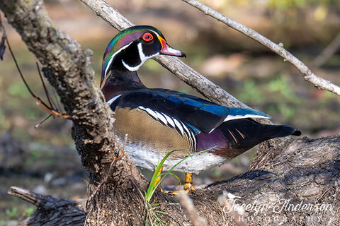 Wood Duck Over the Shoulder Look