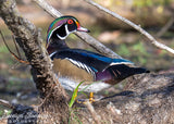 Wood Duck Over the Shoulder Look