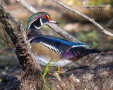 Wood Duck Over the Shoulder Look