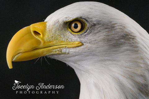 Bald Eagle Portrait