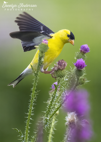 American Goldfinch on Thistle