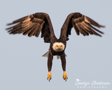 Bald Eagle Taking Off