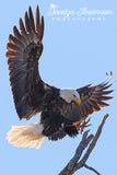 Bald Eagle Landing on Rookery Branch
