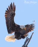 Bald Eagle Landing on Rookery Branch