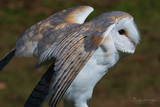 Barn Owl Stretching Wings