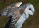Barn Owl Stretching Wings
