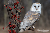 Barn Owl with Red Berries
