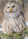 Barred Owl on Pine Branch