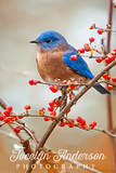 Eastern Bluebird in Winterberry