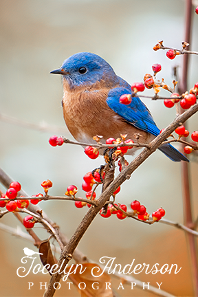 Eastern Bluebird in Winterberry