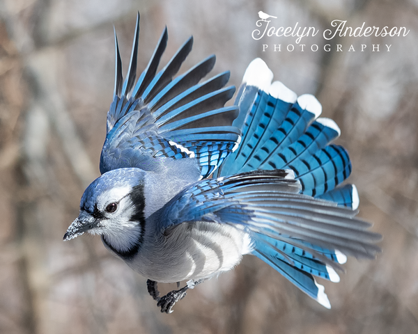 Blue Jay Flaring Feathers – Jocelyn Anderson Photography
