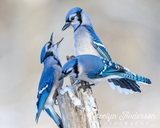 Blue Jays Having a Discussion
