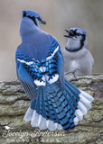 Blue Jay Flaring Feathers