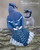 Blue Jay Flaring Feathers