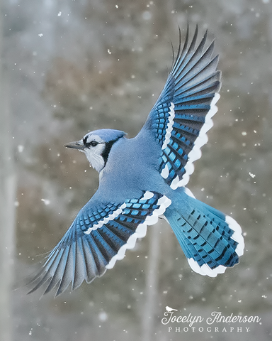 Blue Jay on a Snowy Day