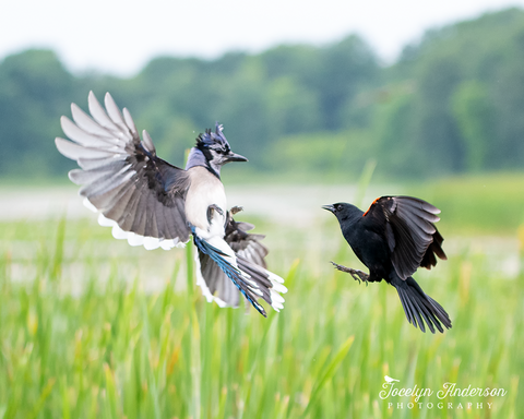 Blue Jay versus Red-winged Blackbird