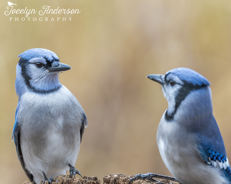 Blue Jay Looking Surprised – Jocelyn Anderson Photography