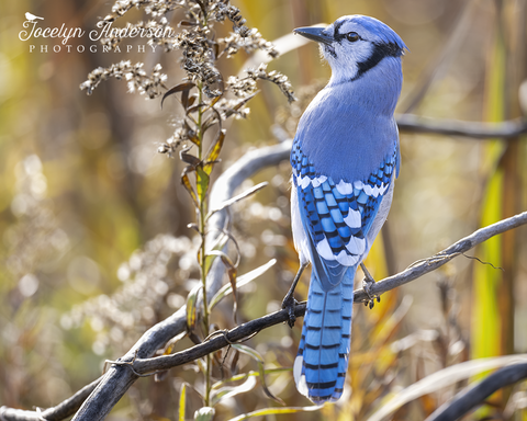Blue Jay with Goldenrod