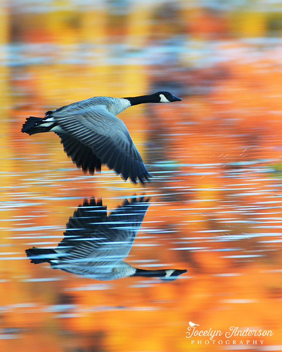 canadagoose20161105_forprint_8 canadagoose20161105_forprint_8