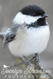 Black-capped Chickadee Perched