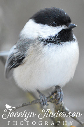 Black-capped Chickadee Perched