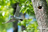 Downy Woodpecker Flying From Nest