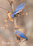 Eastern Bluebirds with Bittersweet
