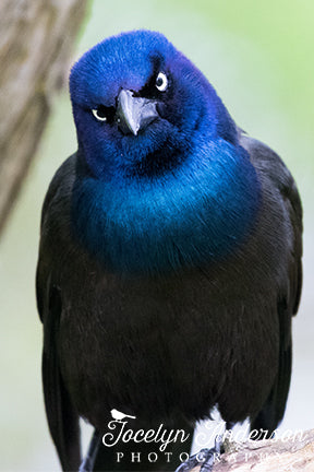 Grackle Angry Bird