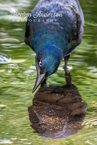 Grackle Looking at Reflection