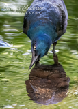 Grackle Looking at Reflection