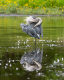 Great Blue Heron and Its Reflection