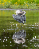 Great Blue Heron and Its Reflection