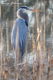 Great Blue Heron in Reeds