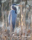 Great Blue Heron in Reeds
