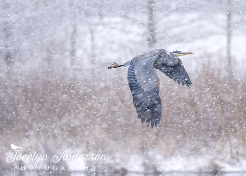 Great Blue Heron Flying Through Snow