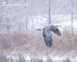 Great Blue Heron Flying Through Snow