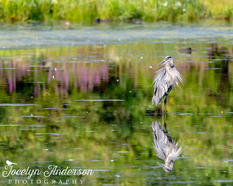Great Blue Heron Looking Over the Pond