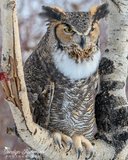 Great Horned Owl in Birch Tree
