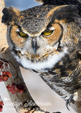 Great Horned Owl with Reaching Claw