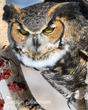 Great Horned Owl with Reaching Claw